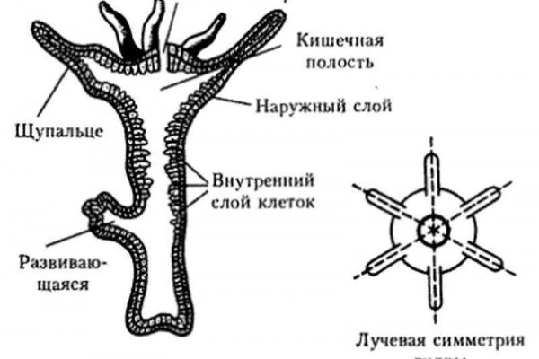 Как найти сайт блэкспрут